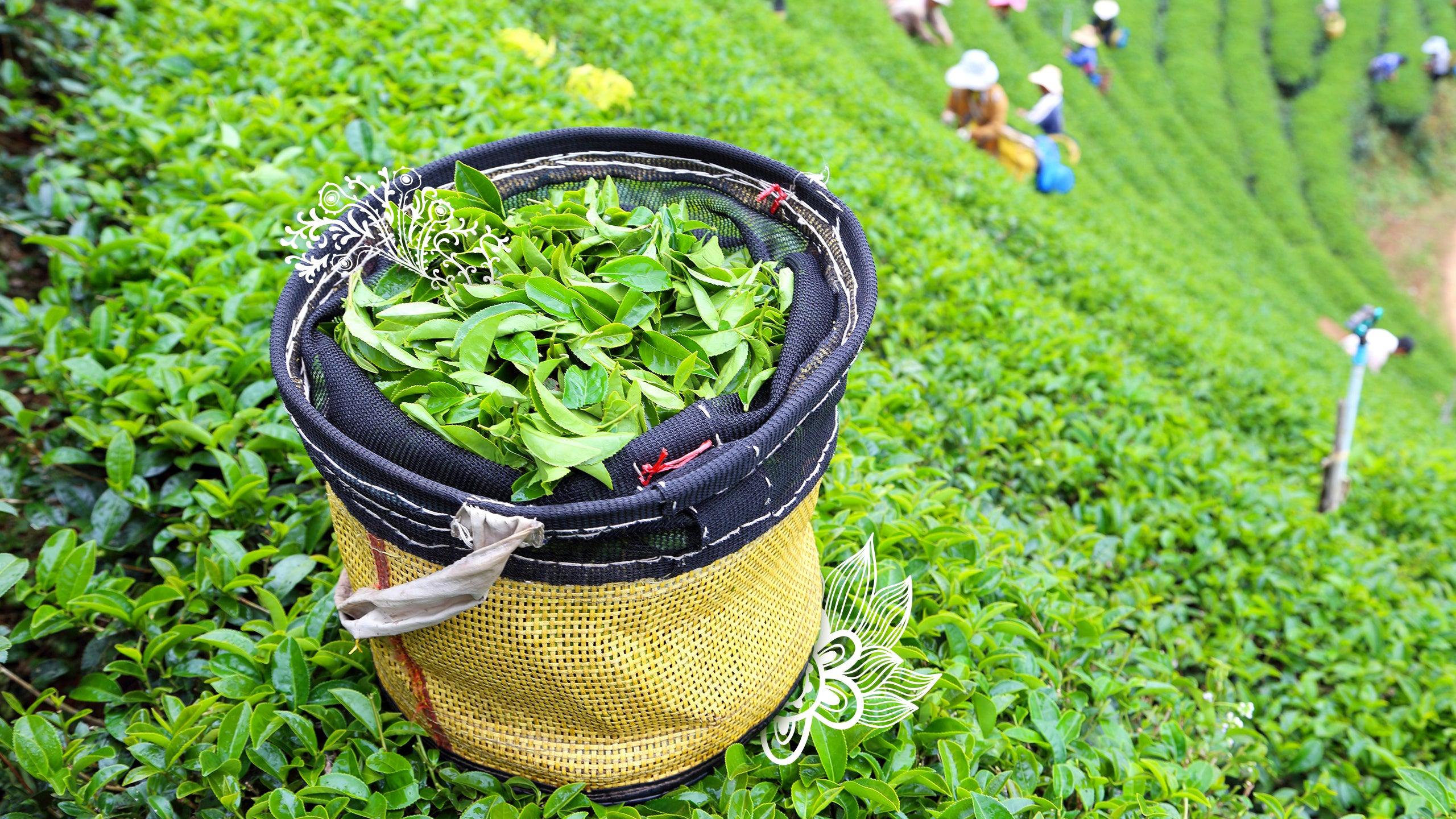 Herbaty organic - Sir Adalbert's Tea
